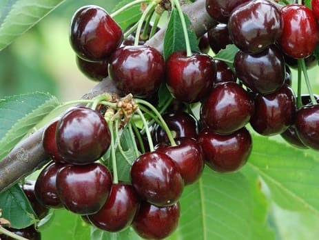 TREŠNĖ BURLAT (ankstyva)