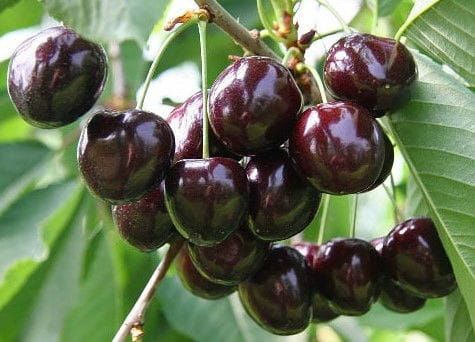 VYŠNĖ KELERIS(vėlyva)