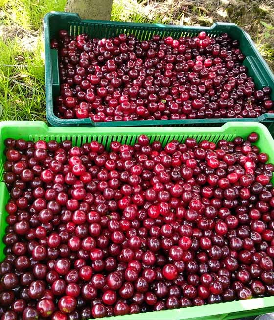 VYŠNĖ GRONESTA(vid. ankstyvumo)