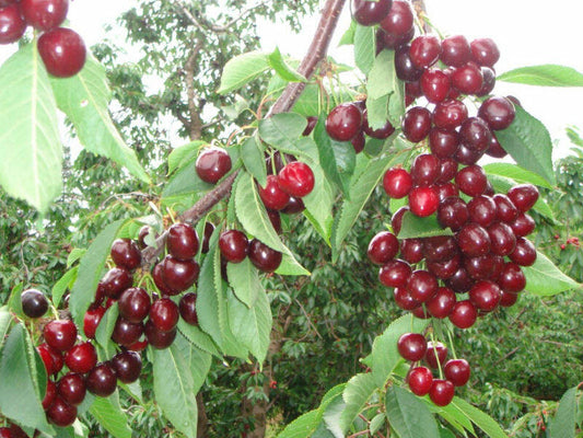 TREŠNĖ SUMMIT(vėlyva)