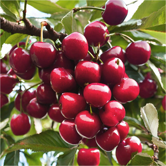 VYŠNĖ GRONESTA(vid. ankstyvumo)