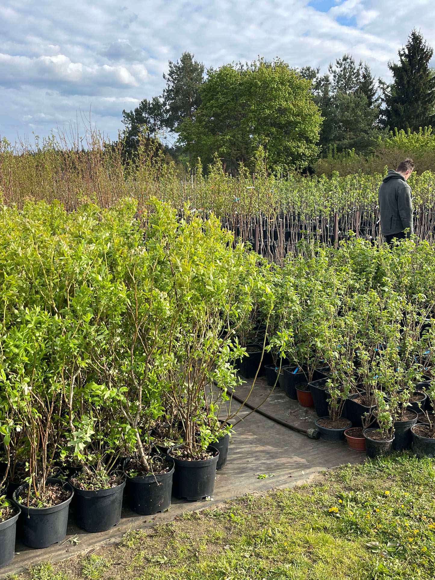 ŠILAUOGES (5 metų)