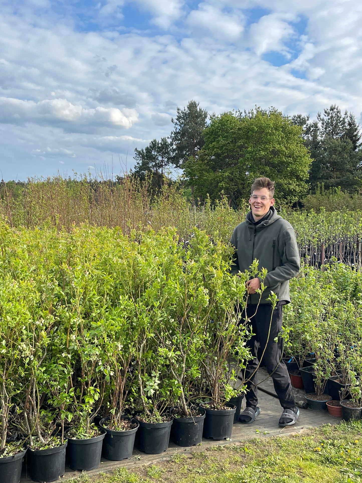 ŠILAUOGĖ “PINK LEMONADE” (3 metų)