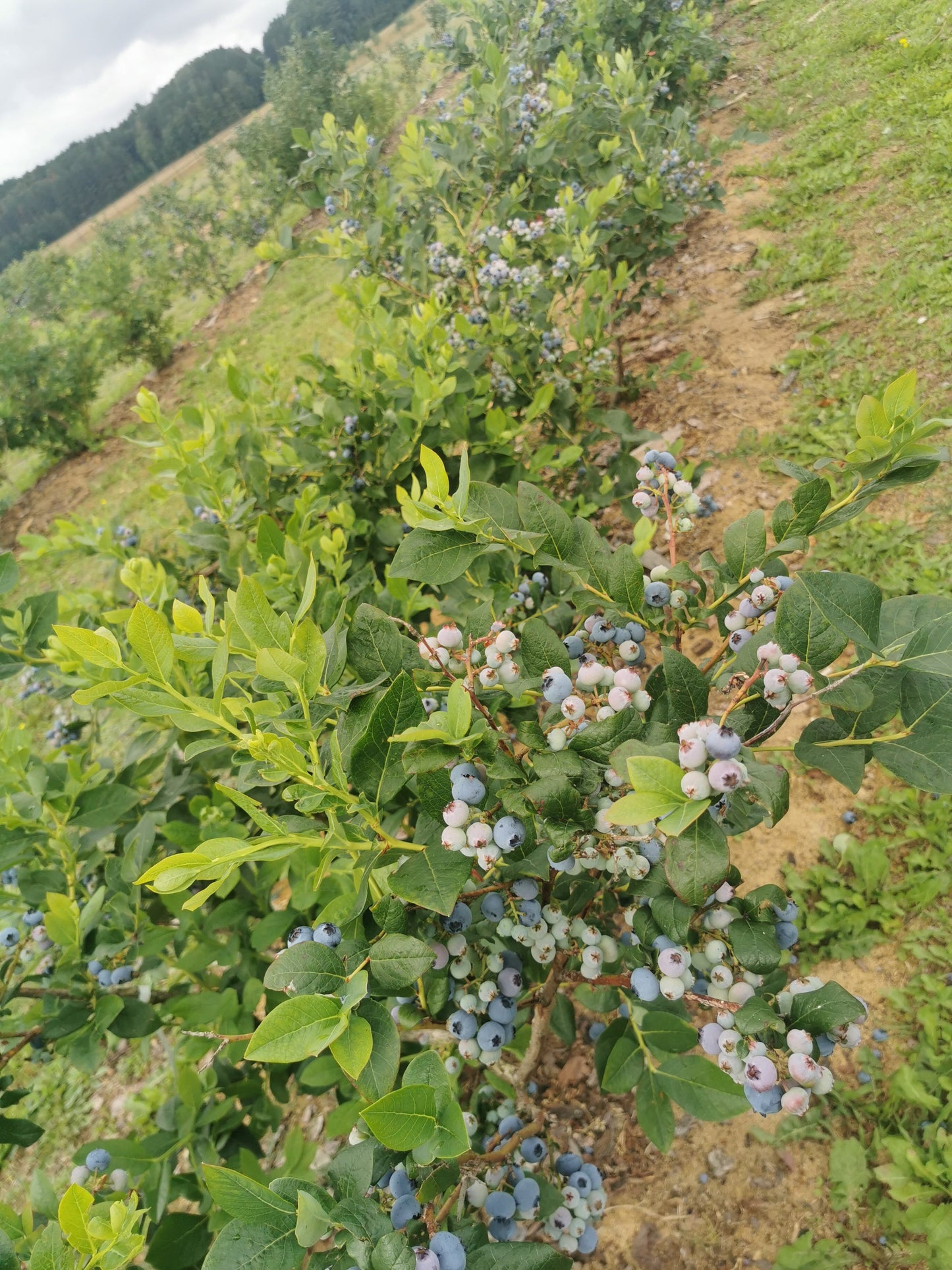 ŠILAUOGES (5 metų)