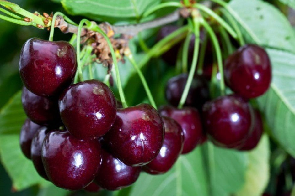 TREŠNĖ FABIOLA(vėlyva)