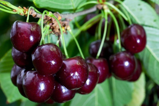 TREŠNĖ FABIOLA(vėlyva)