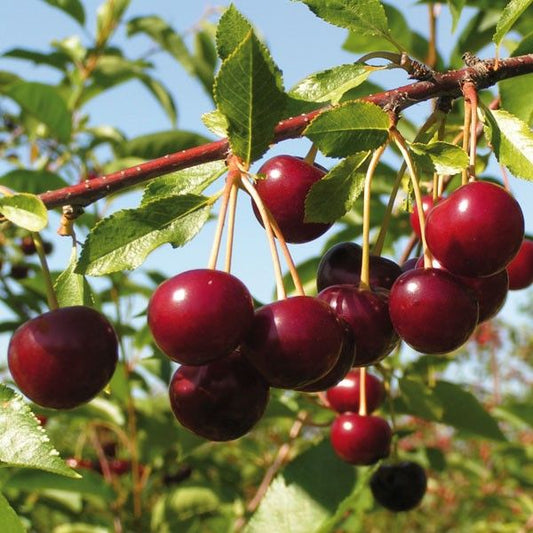 VYŠNĖ NEFRIS(ankstyva)