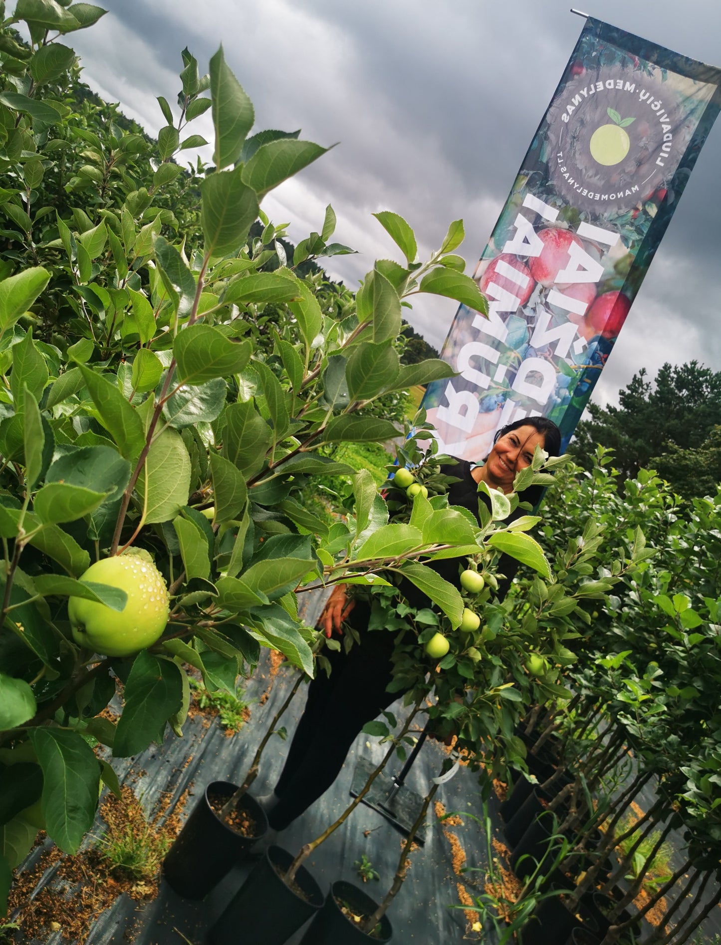 ANANASINIS BERŽININKU(rudeninis)