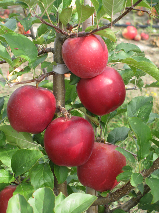 RED LIGOL(žieminis)