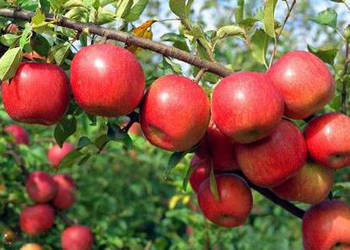 PERSIKINIS(vasarinis)