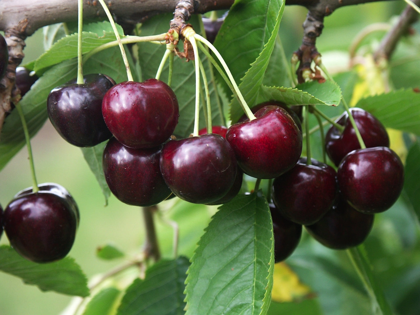 TREŠNĖ FABIOLA(vėlyva)