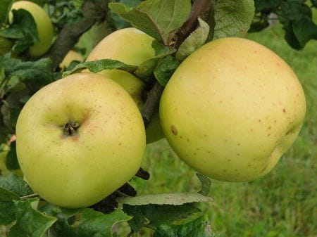 KOŠTELĖ(vėlyvas rudeninis)