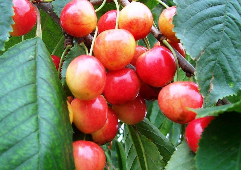 TREŠĖ VEGA(ankstyva)