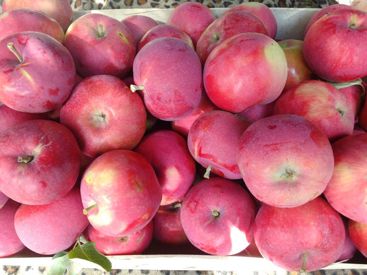 AVIETINIS (vasarinė)