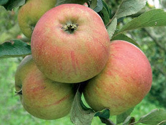 KONFETNOJE(vasarinė,saldinė)