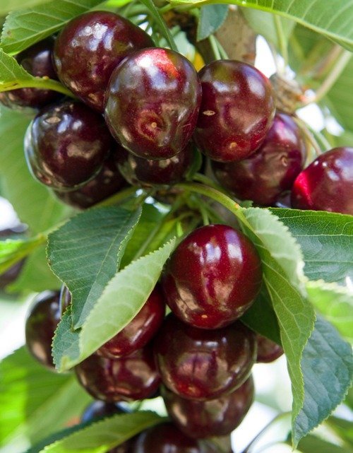 TREŠNĖ TAMARA(vid. ankstyvumo)