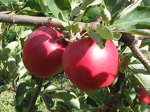 DELIKATESAS(rudeninis)