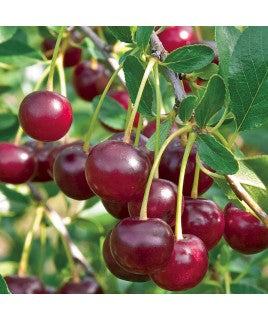 ŽAGARVYŠNĖ(ankstyva)