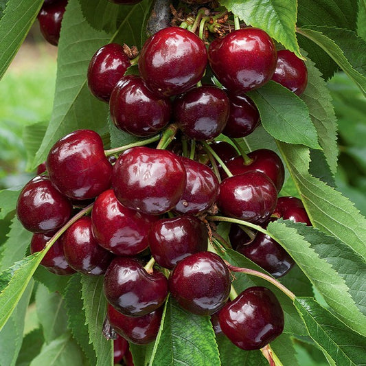 TREŠNĖ REGINA(vėlyva)