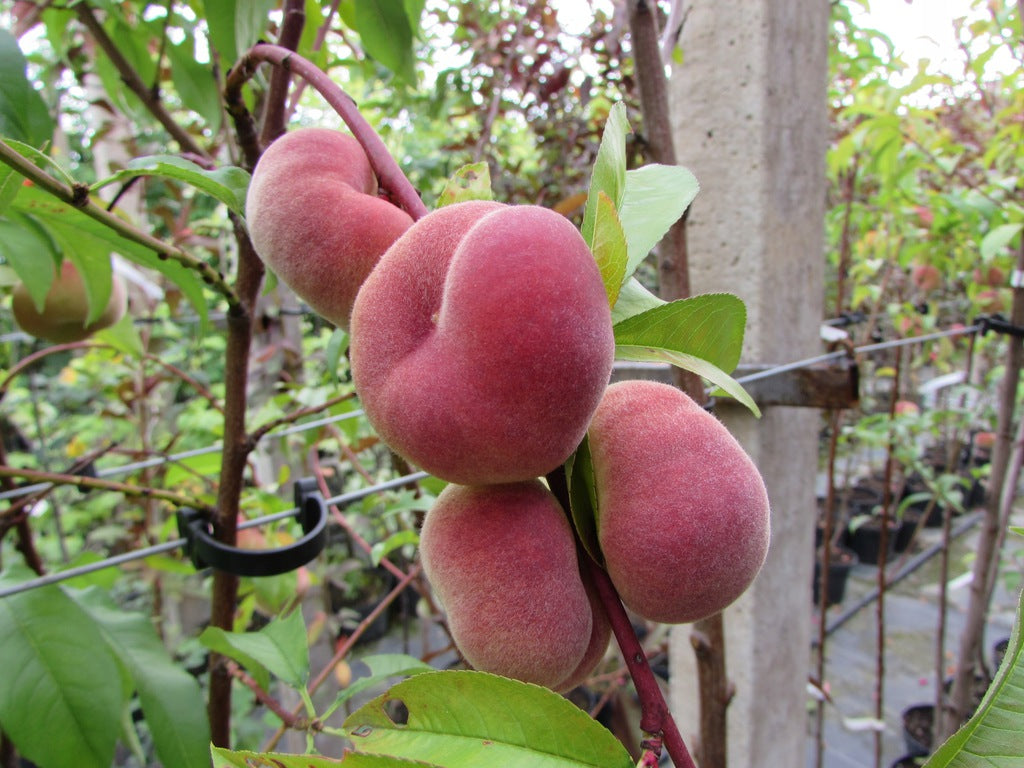 PERSIKAS SATURN