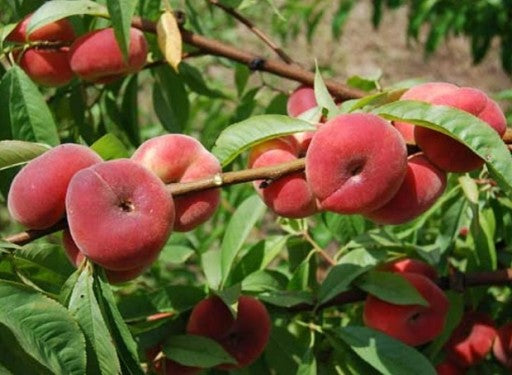 PERSIKAS SATURN