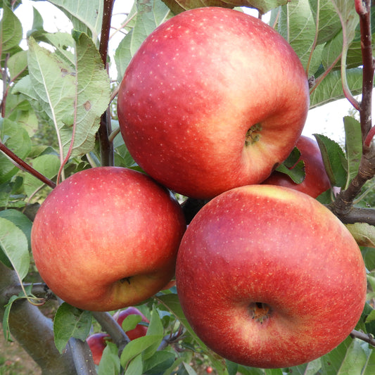 ALDAS(saldinis rudeninis)