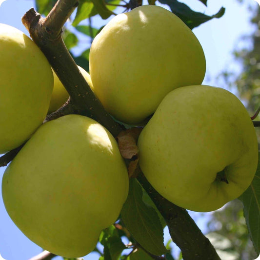 ANTANINIS(rudeninis)