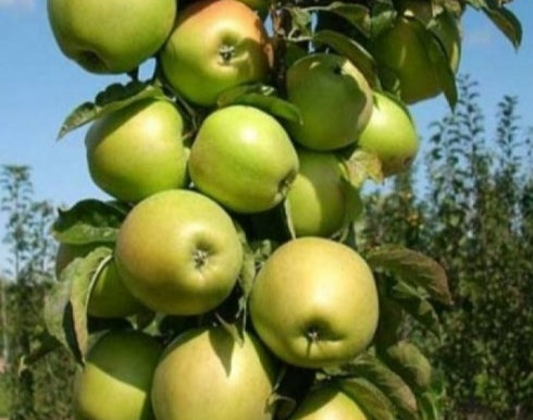 Koloninė obelis ''Gold Cats''