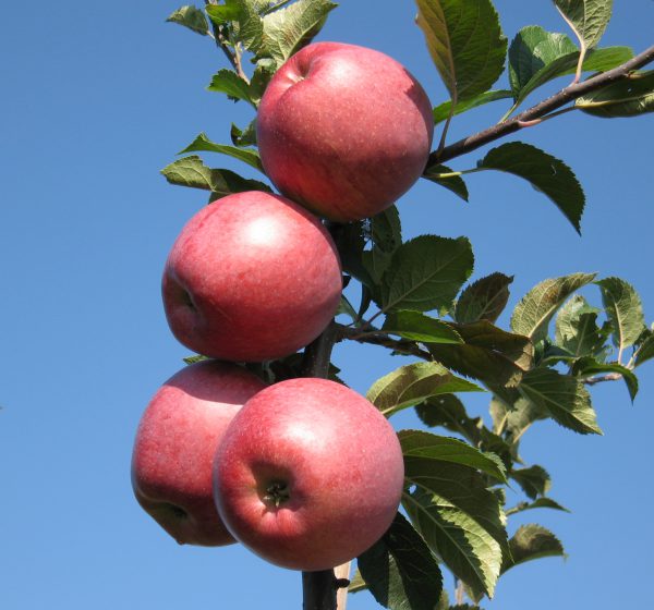 MELFREE(žieminis)