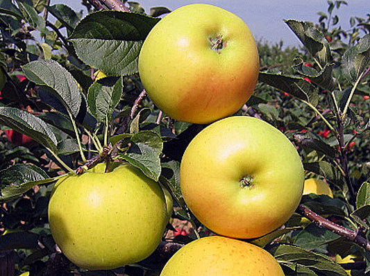 GOLD BOHEMIA(žieminė)