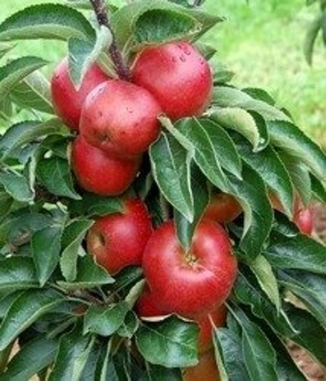 Koloninė obelis ''BOLERO''