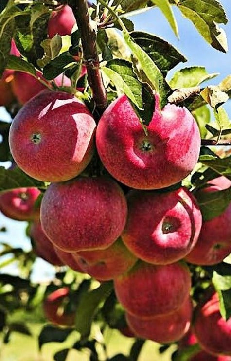 Koloninė obelis ''Polka''